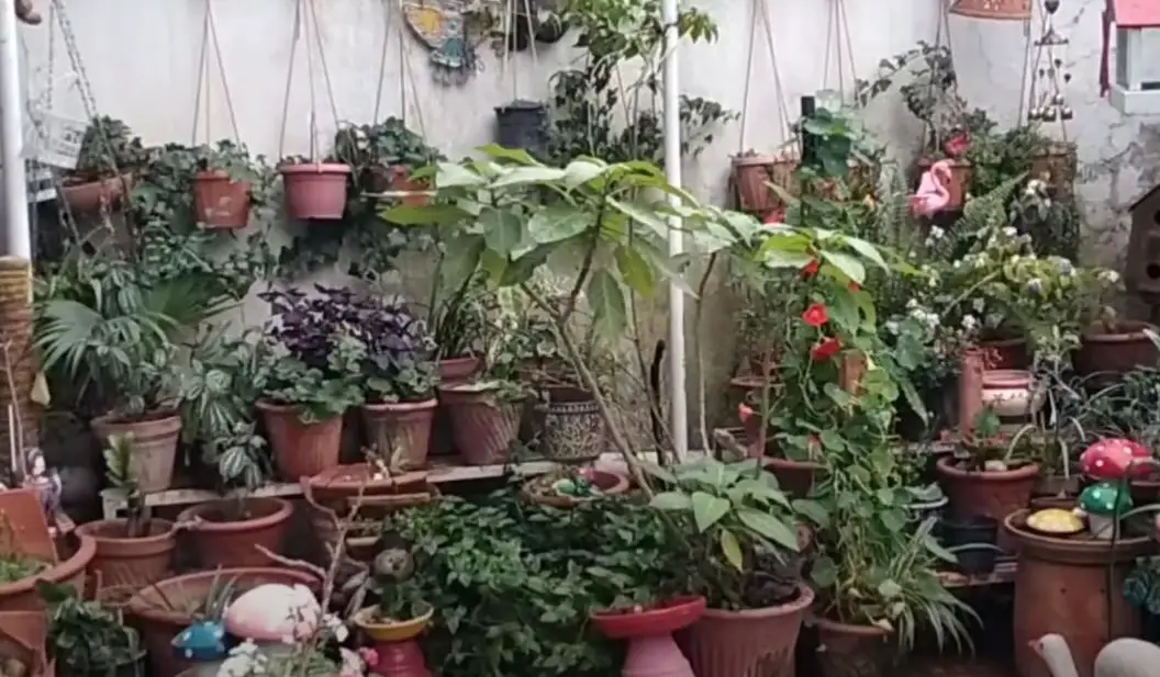 What to Do with Potted Plants When It Rains? [A Practical Answer
