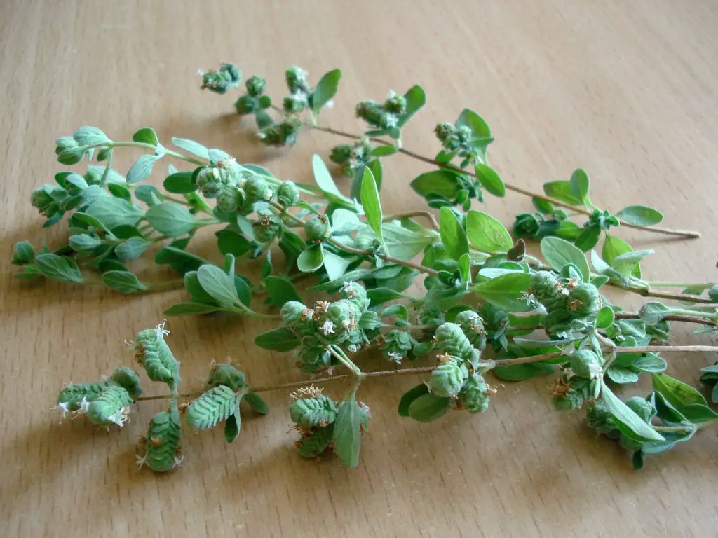 How Long Does It Take for Oregano to Sprout