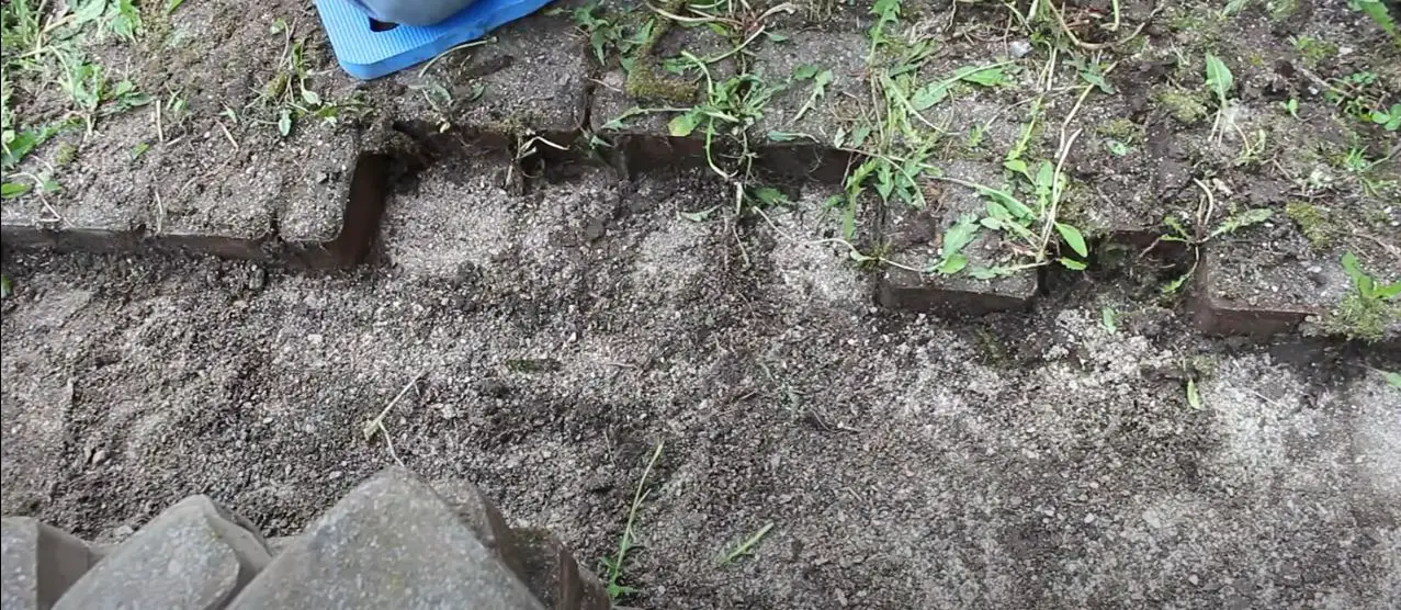 How to Plant Creeping Thyme Between Pavers? [Need to Complete 3 Steps