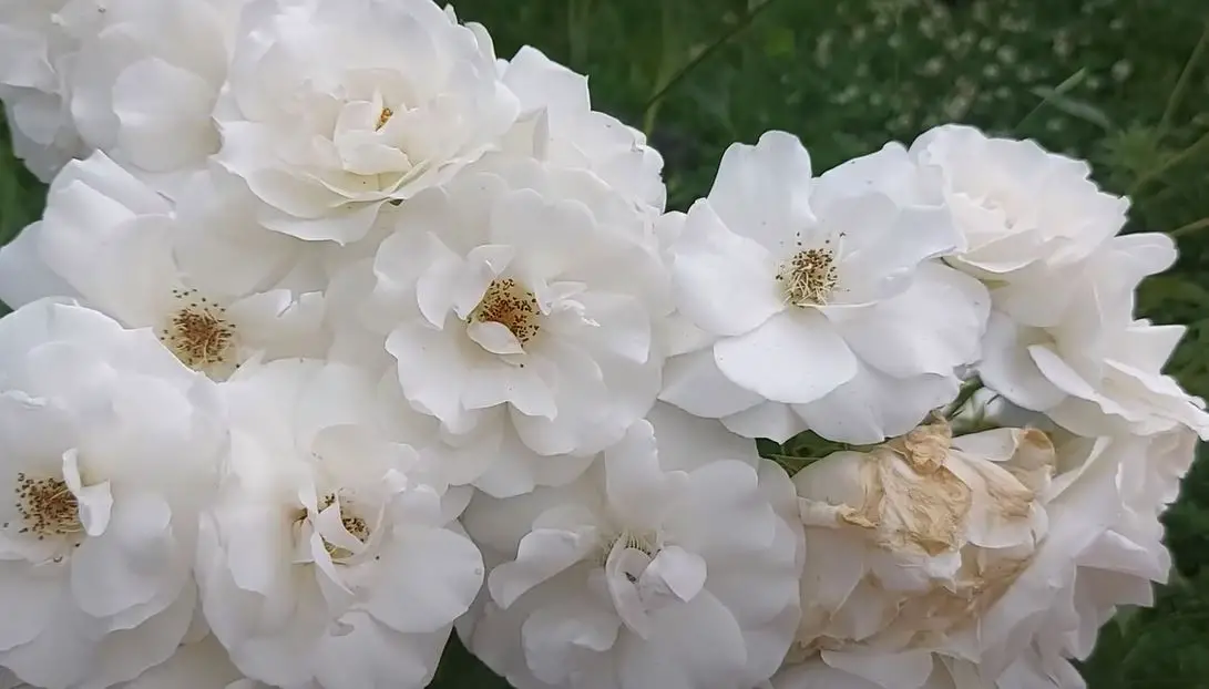 What to Plant with Drift Roses? [4 Different Plants] Gardenthrone