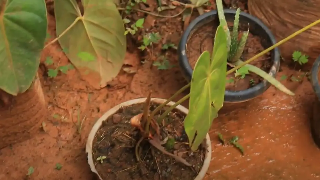 How to Fix Waterlogged Potted Plants? [Need to Complete 5 Steps
