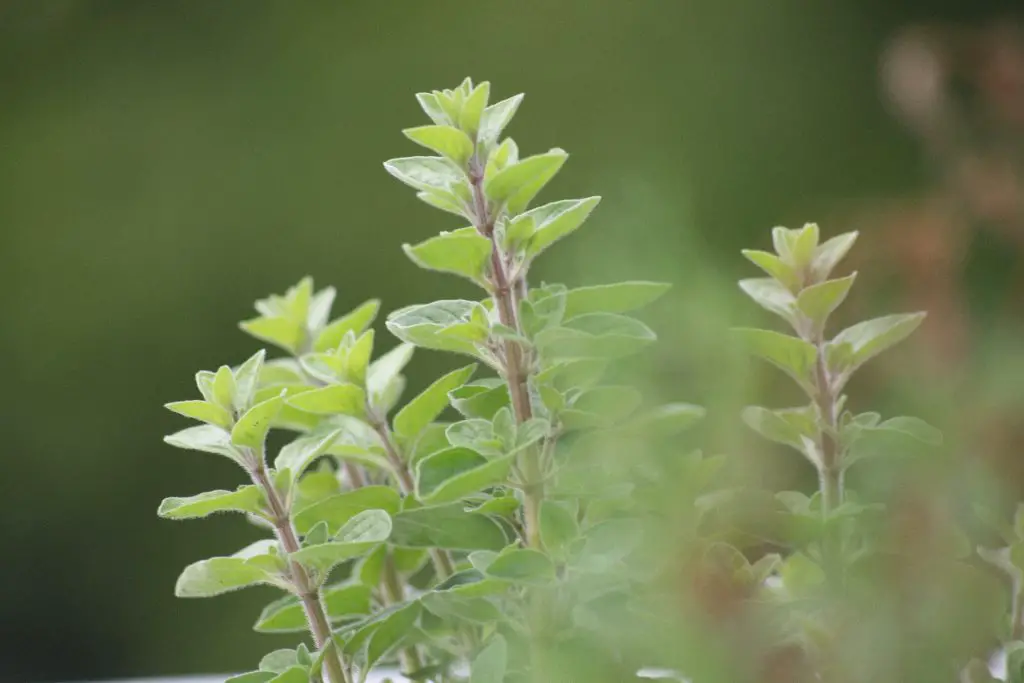 What Do Oregano Seedlings Look Like