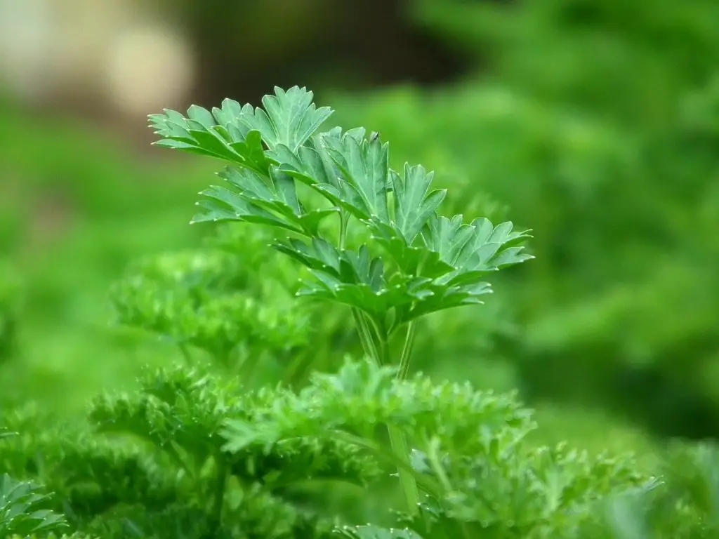 What to do when parsley bolts