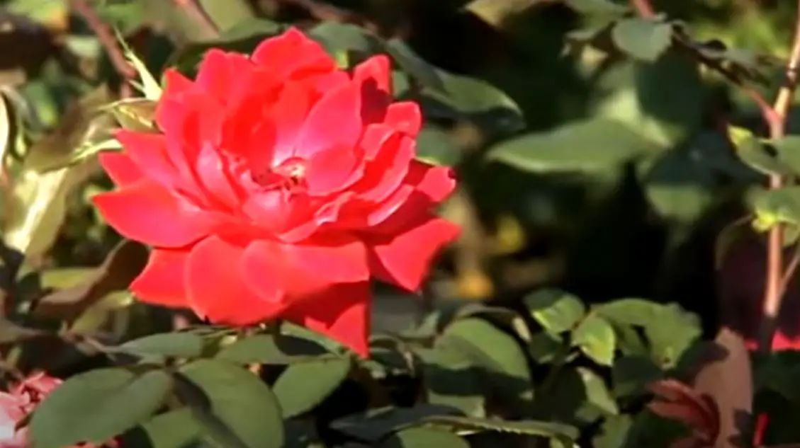 What Do Drift Roses Look Like in Winter? [A Practical Answer