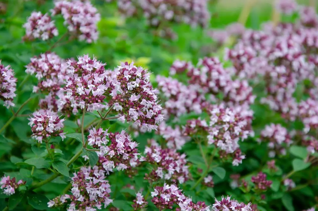 what does Oregano look like when it sprouts