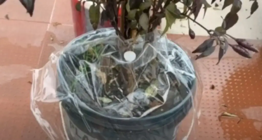 what to do with potted plants when it rains