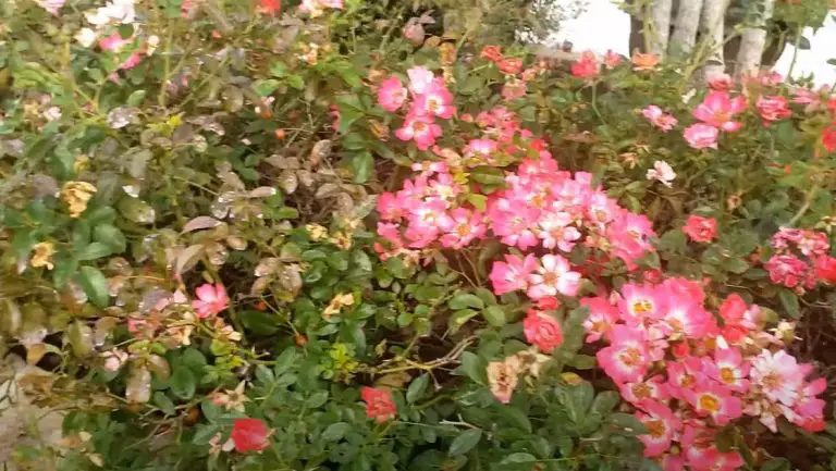 What to Plant with Drift Roses? [4 Different Plants]