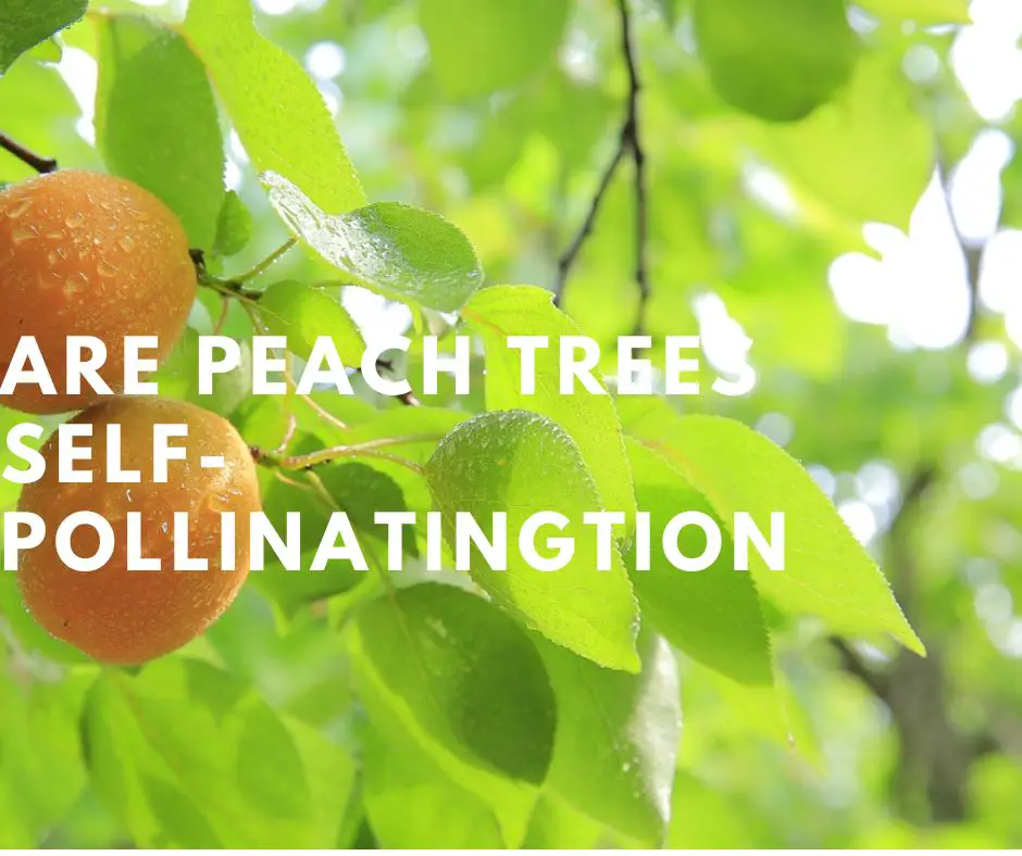 Are peach trees self-pollinating