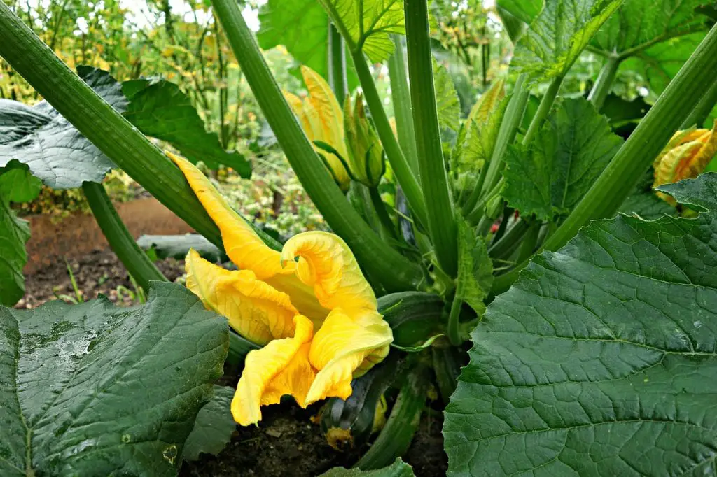 Black bugs on zucchini plants