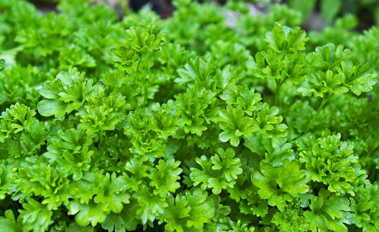 Can You Use Parsley That Has Bolted? [A Practical Answer] Gardenthrone