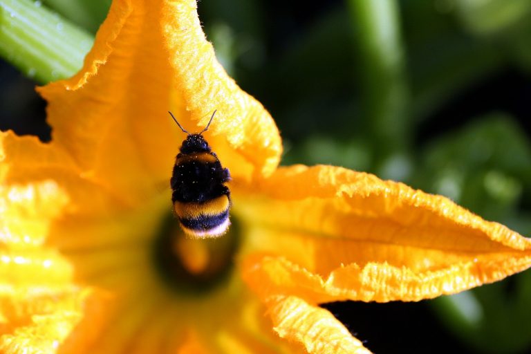 What Is Eating My Zucchini Flowers? [Pests & Animals] Gardenthrone