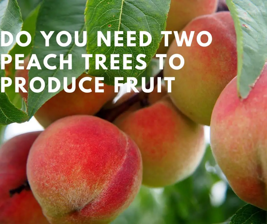 do you need two peach trees to produce fruit