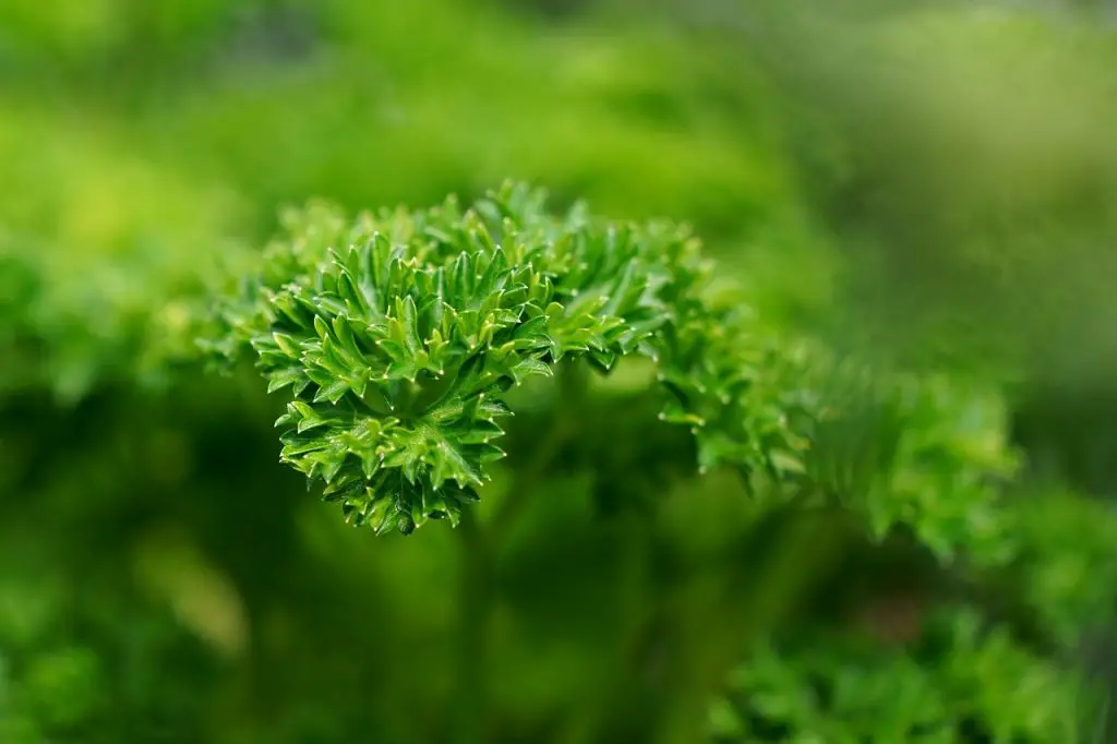 Growing Parsley Indoors During Winter