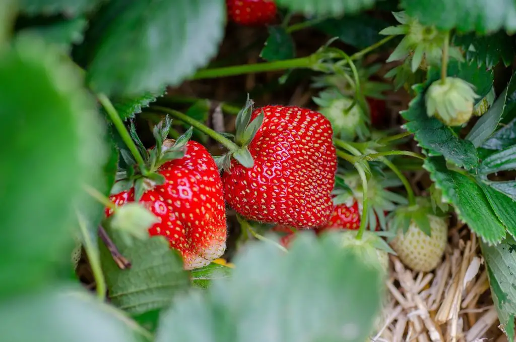 How to Get Rid of Strawberry Worms