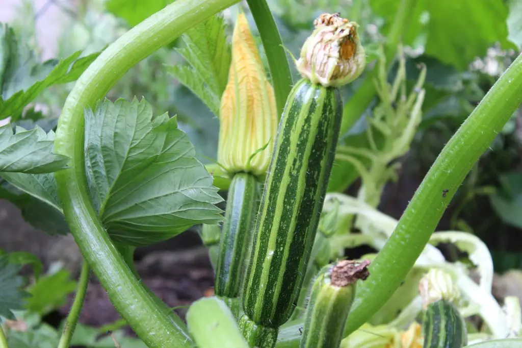 How to Get Rid of Zucchini Bugs