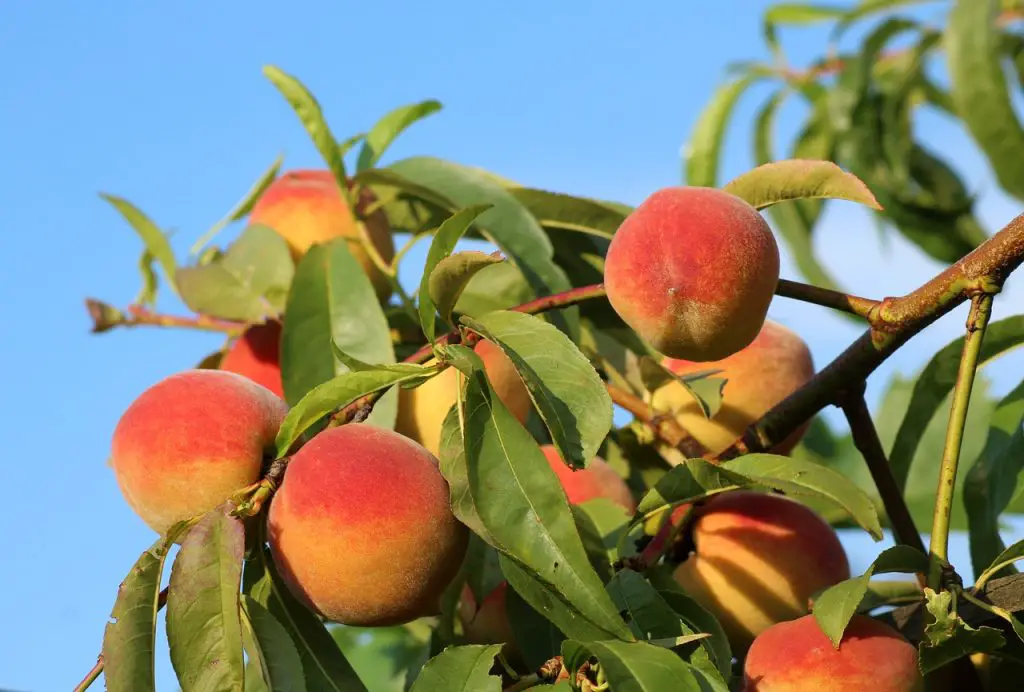 How to Pollen Peach Trees in Your Garden
