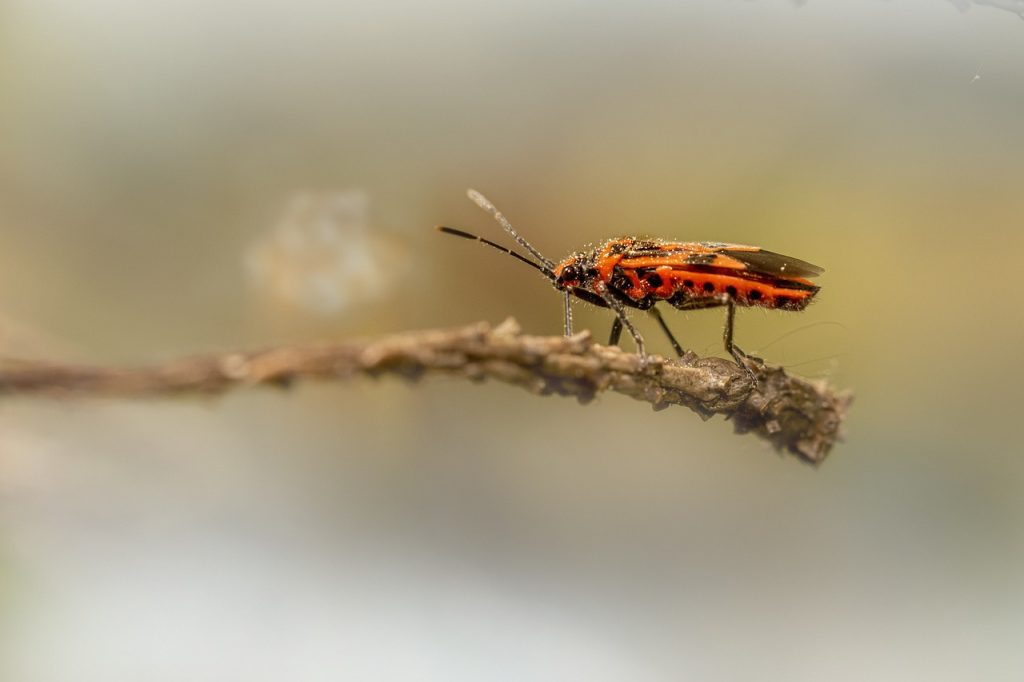 How to prevent squash bugs from overwintering