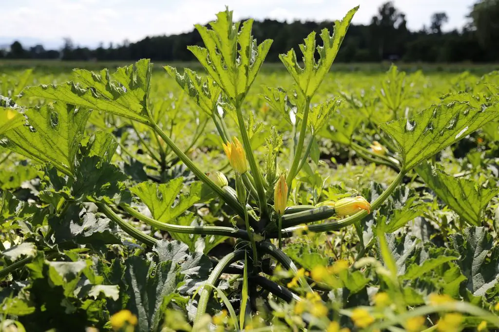 What Can I Spray on Zucchini Plants for Bugs