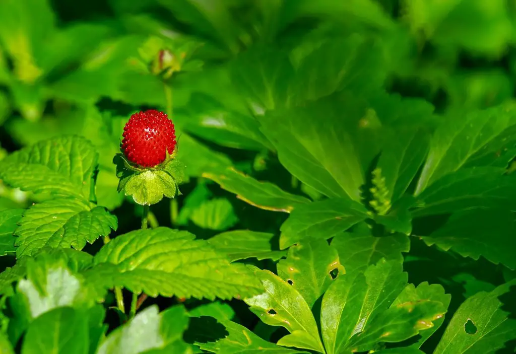 What Causes Holes in Strawberry Leaves