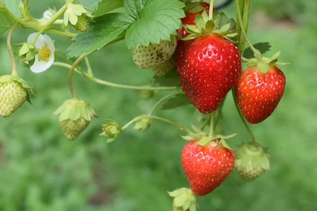 What Is Eating My Strawberry Leaves at Night