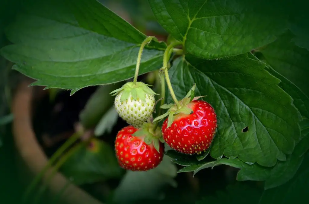 What eats strawberry leaves