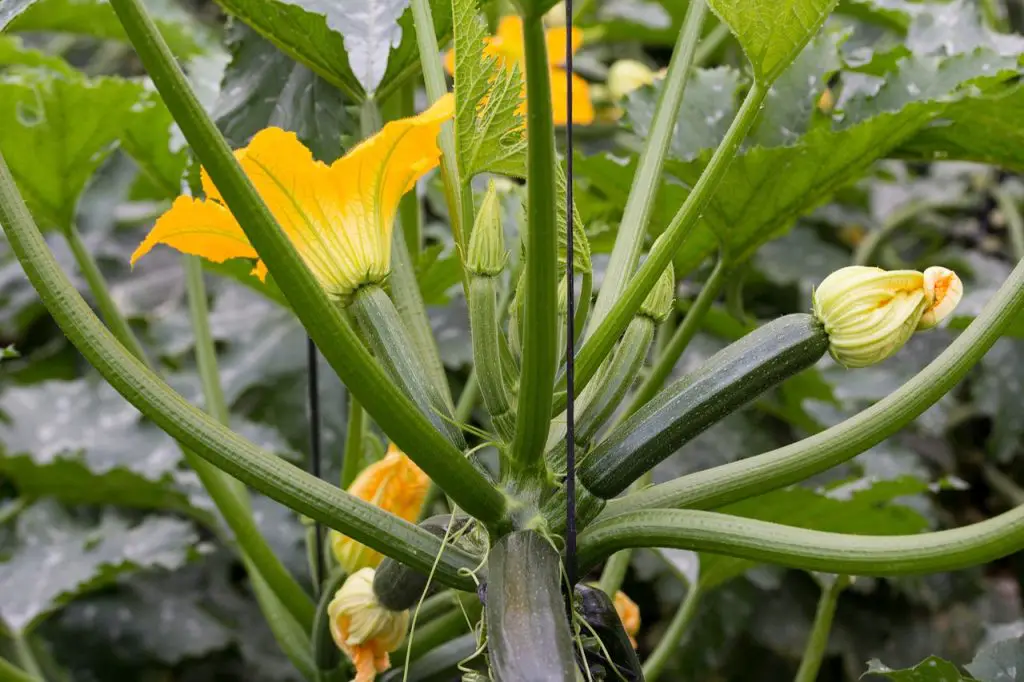 What is eating my zucchini flowers