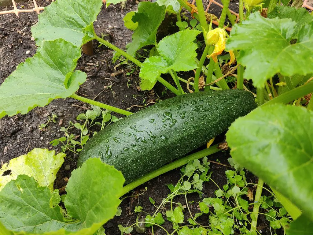 What is eating my zucchini fruit