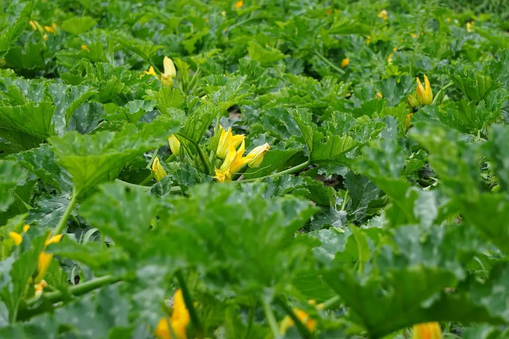 When to Plant Zucchini