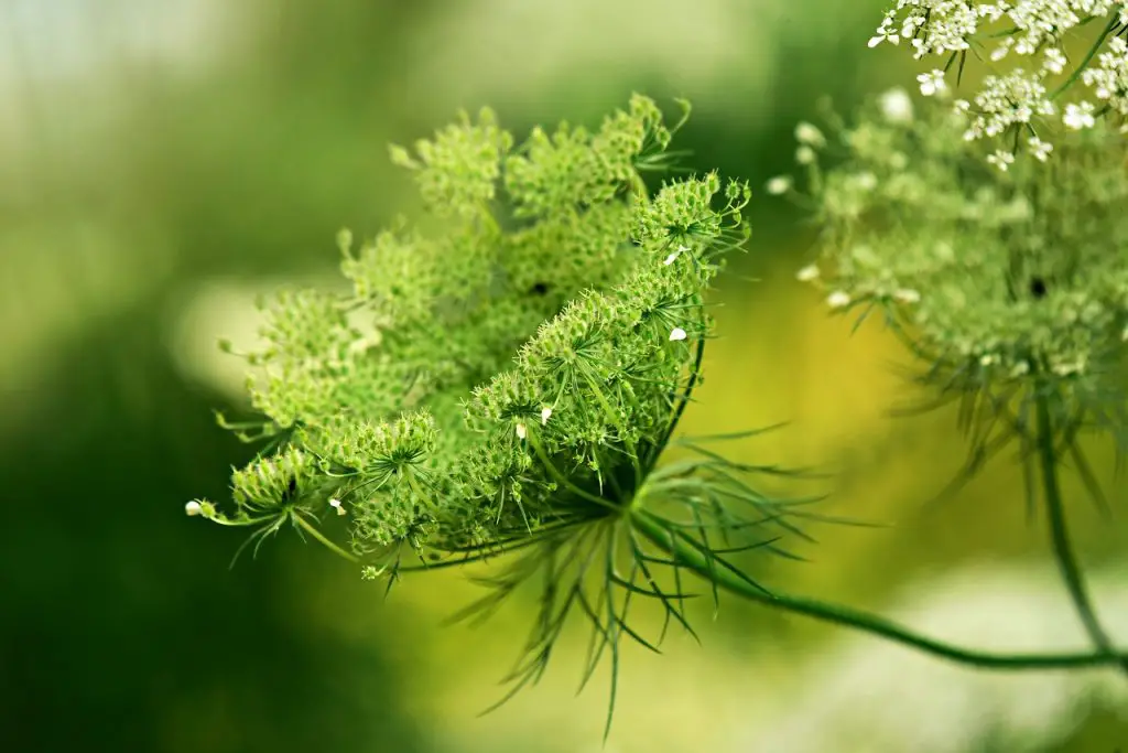 will parsley grow back after winter