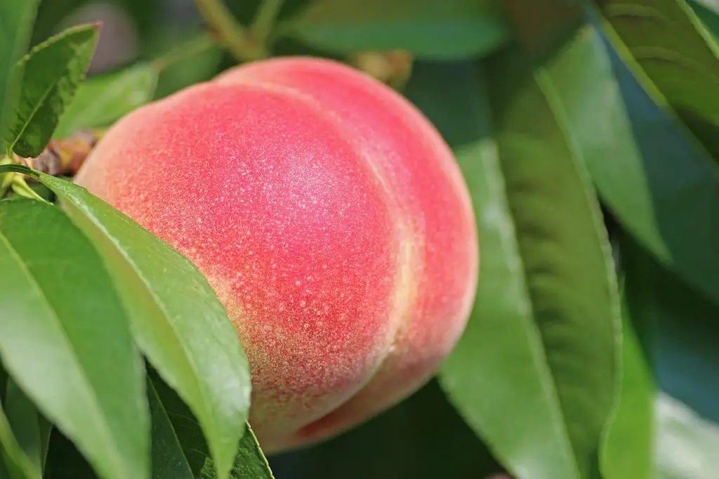 Can you grow a peach tree from a pit indoors