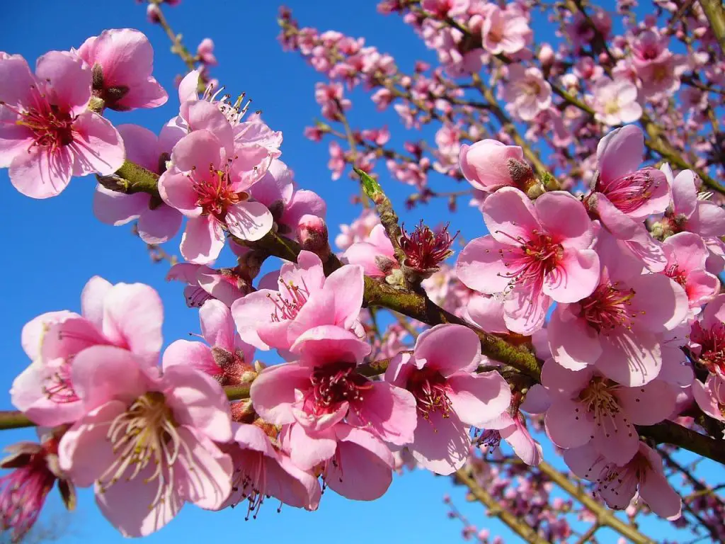 How to Plant Peach Seeds Outside