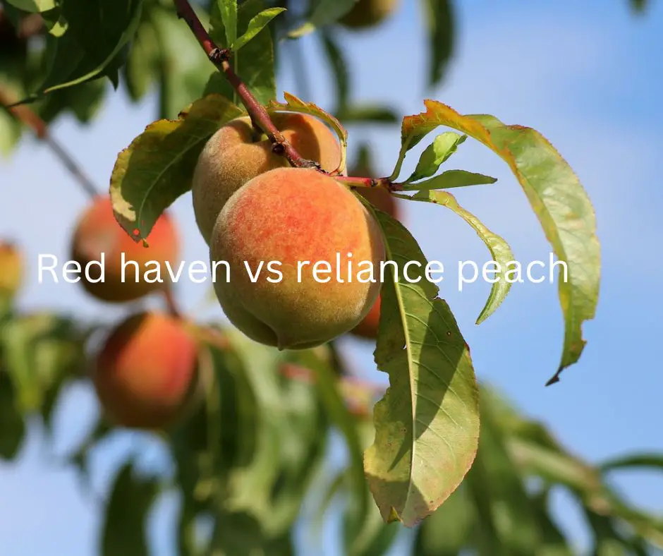 Red haven vs reliance peach
