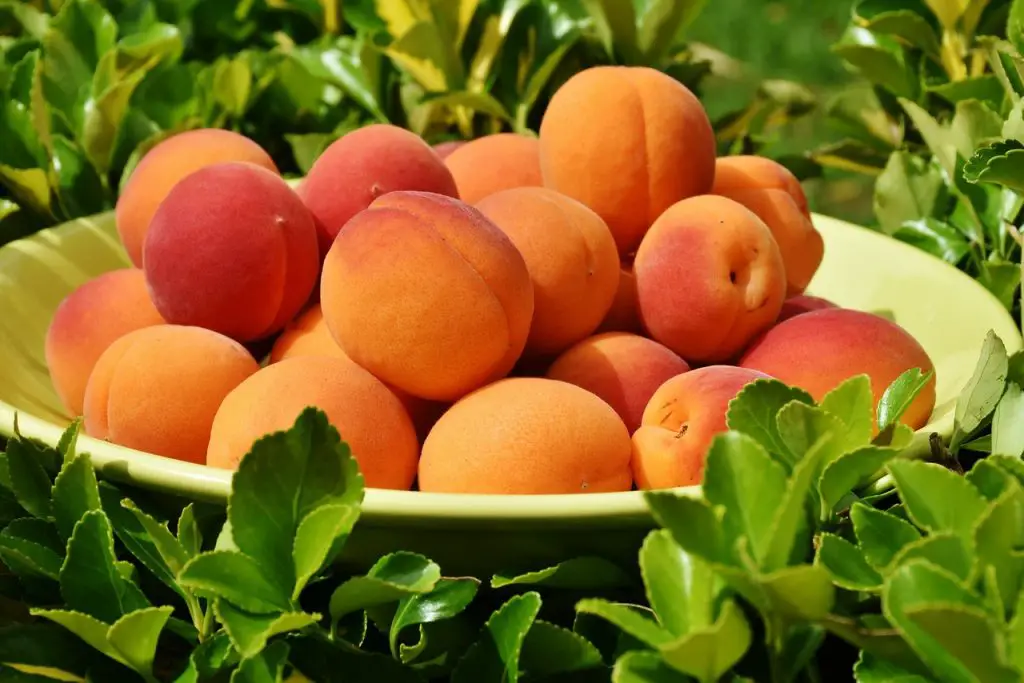 Reliance Peach