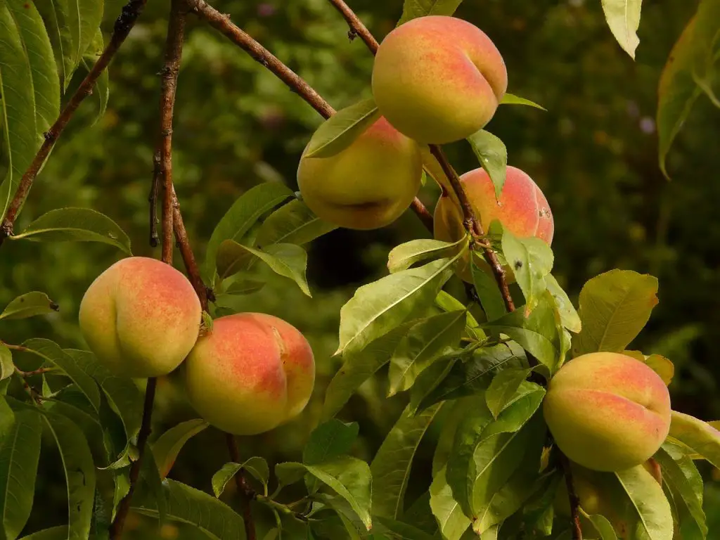 Something is eating my peaches