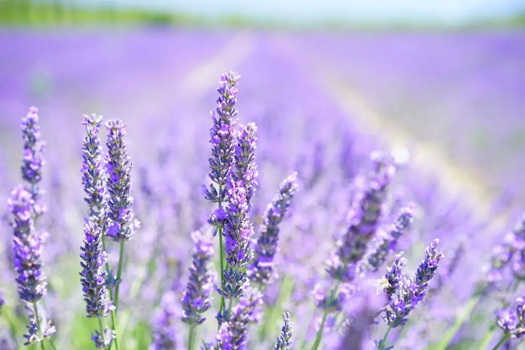 What does lavender look like when it sprouts