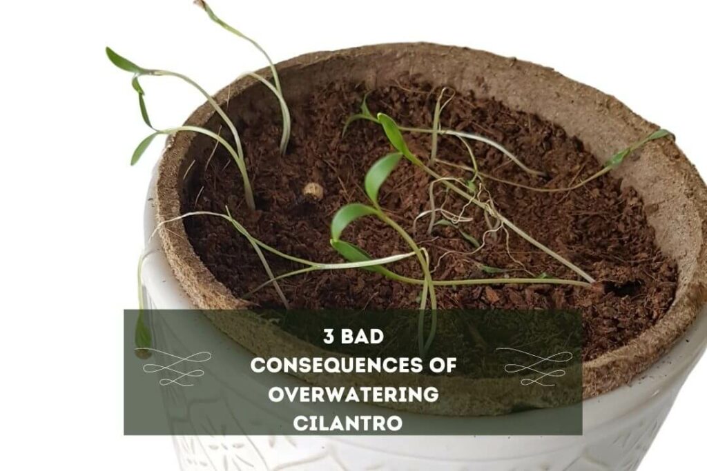 3 Bad Consequences Of Overwatering Cilantro  