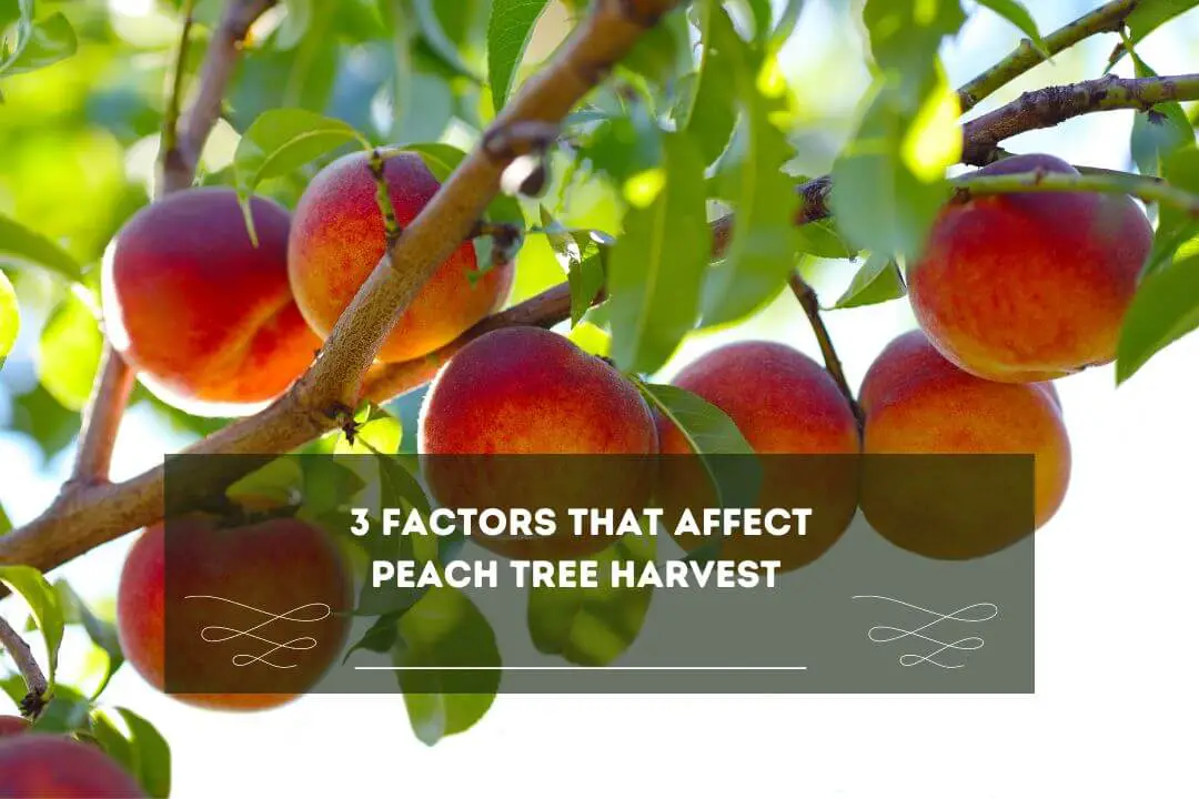 7 Reasons Why Do You Need 2 Peach Trees To Produce Fruit