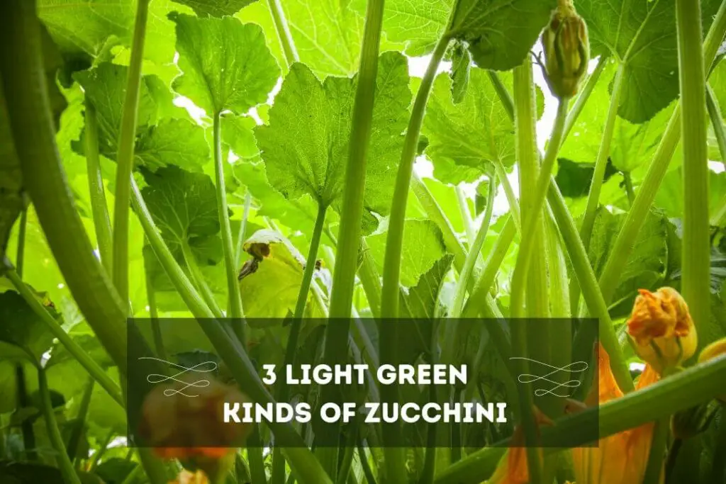 3 Light Green Kinds Of Zucchini