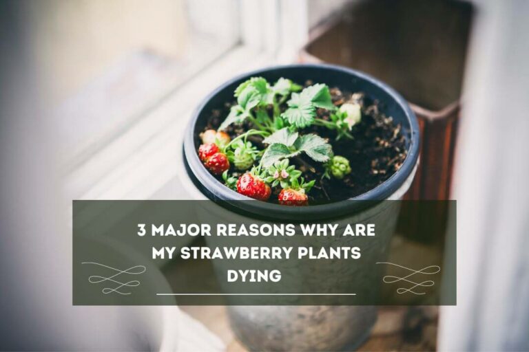 How To Revive A Dying Strawberry Plant