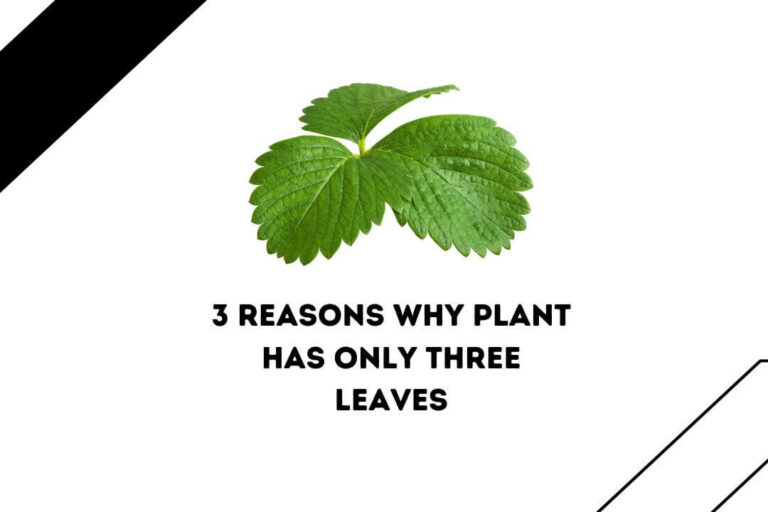 Why Your Plant Has Only Three Leaves: 3 Shocking Reasons
