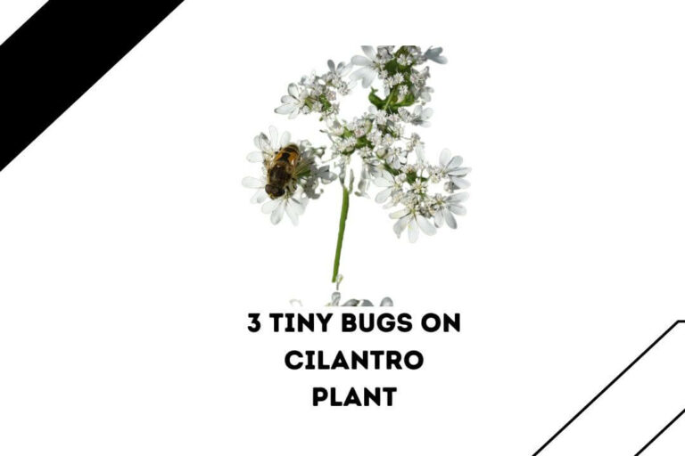 3 Tiny Bugs On Cilantro Plant (+Pics, Signs & Treatment)