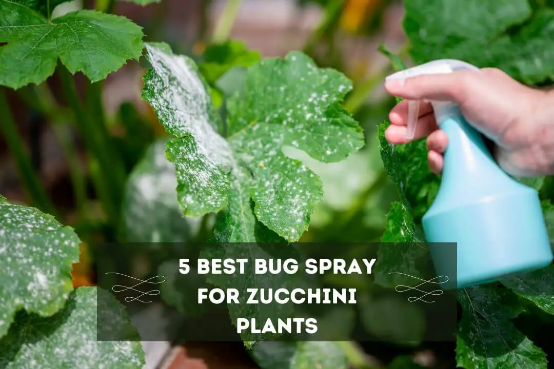 What Can I Spray On Zucchini Plants For Bugs? (5 Best Repellant)