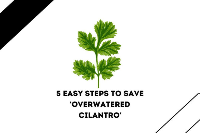 5 EASY STEPS TO SAVE ‘OVERWATERED CILANTRO’