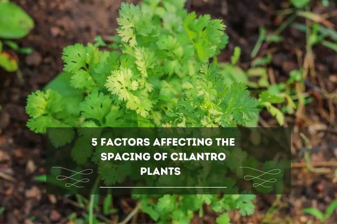 How Many Cilantro Plants Per Square Foot? (5 Key Factors)