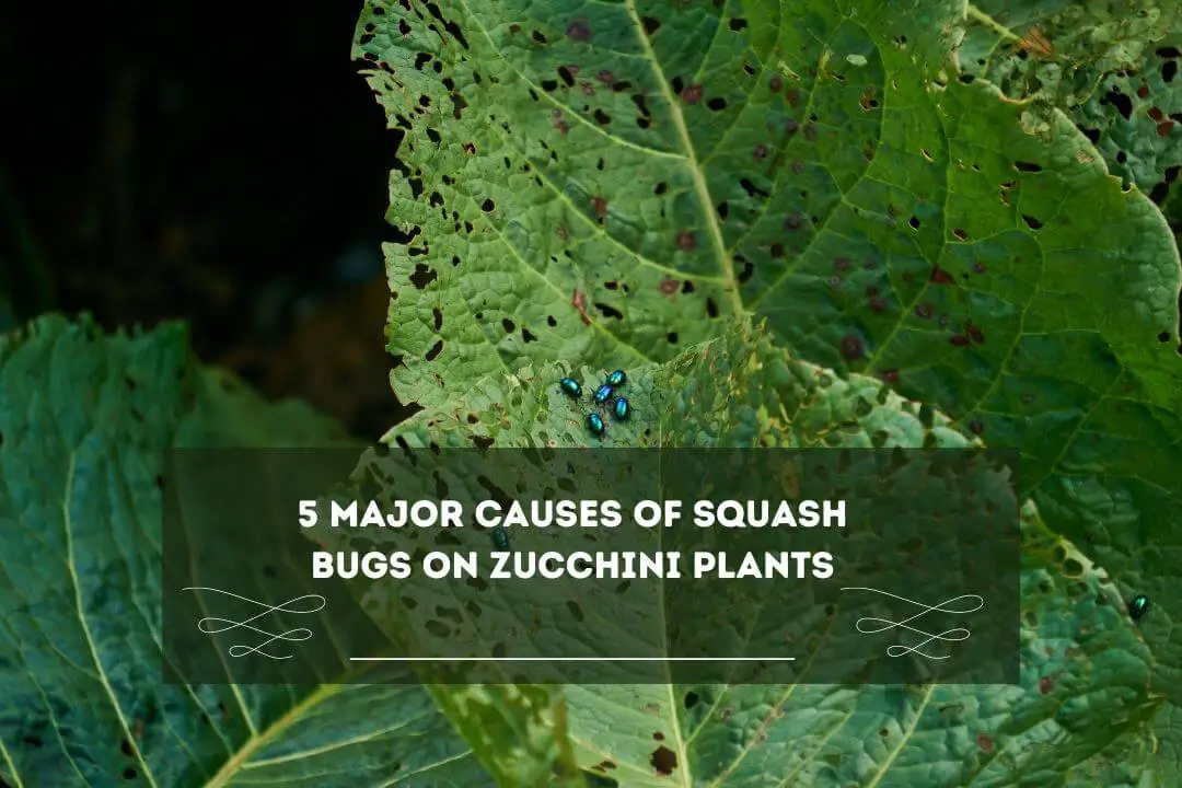 Grey, Black, & Squash Bugs On Zucchini Plants (101 Guide)