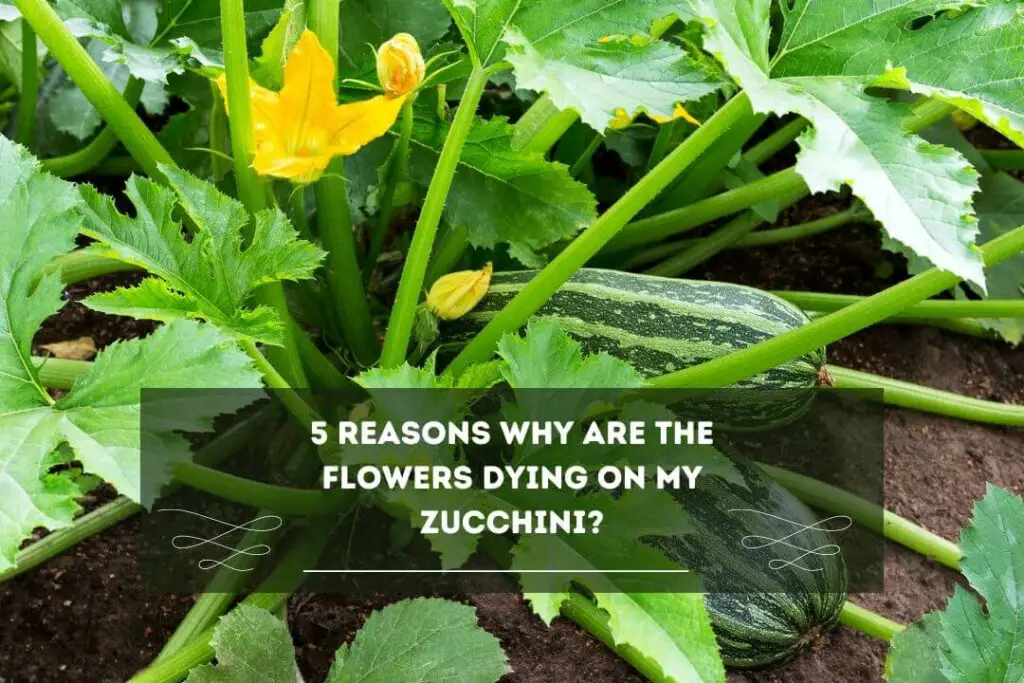 5 Reasons Why Are The Flowers Dying On My Zucchini?