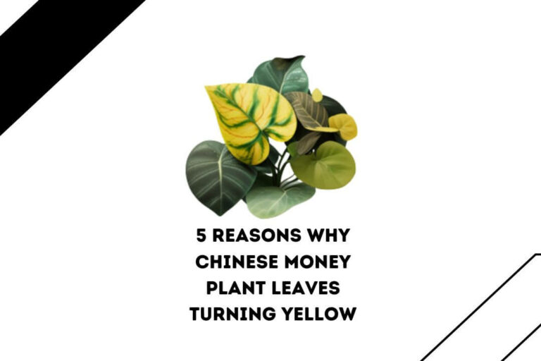 My Chinese Money Plant Leaves Turning Yellow: 5 Causes (Easy To Fix)