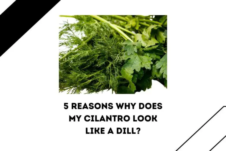 5 Reasons Why Does My Cilantro Look Like a Dill?