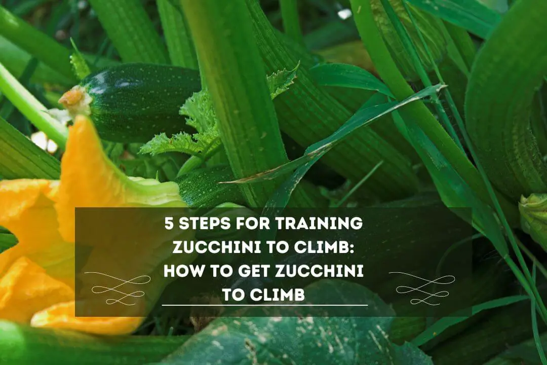 Can Zucchini Climb A Trellis? How Do Zucchini Plants Climb?
