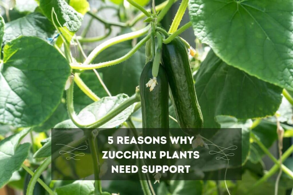 5 reasons why zucchini plants need support
